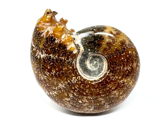 Ammonite Puzosia Polished 9.4cm
