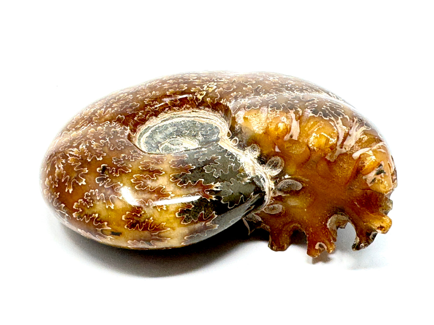 Ammonite Puzosia Polished 9.4cm