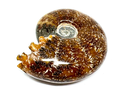 Ammonite Puzosia Polished 9.4cm