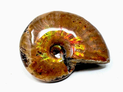 Rainbow Iridescent Ammonite Fossil 4.6cm