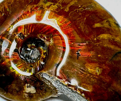 Rainbow Iridescent Ammonite Fossil 4.6cm