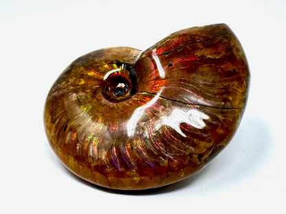 Rainbow Iridescent Ammonite Fossil 4.6cm