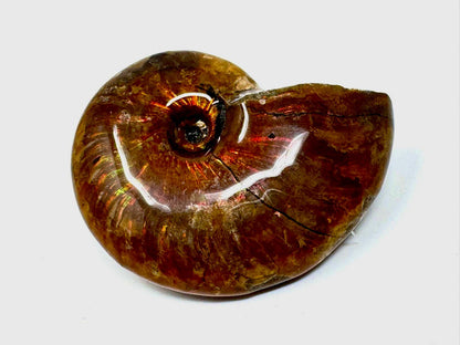 Rainbow Iridescent Ammonite Fossil 4.6cm