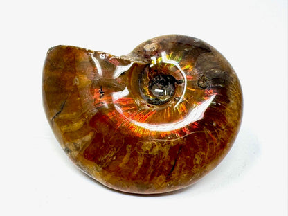 Rainbow Iridescent Ammonite Fossil 4.6cm
