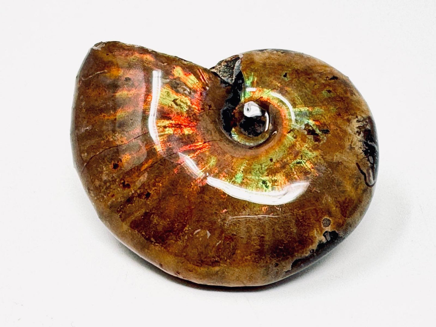 Rainbow Iridescent Ammonite Fossil 4.6cm