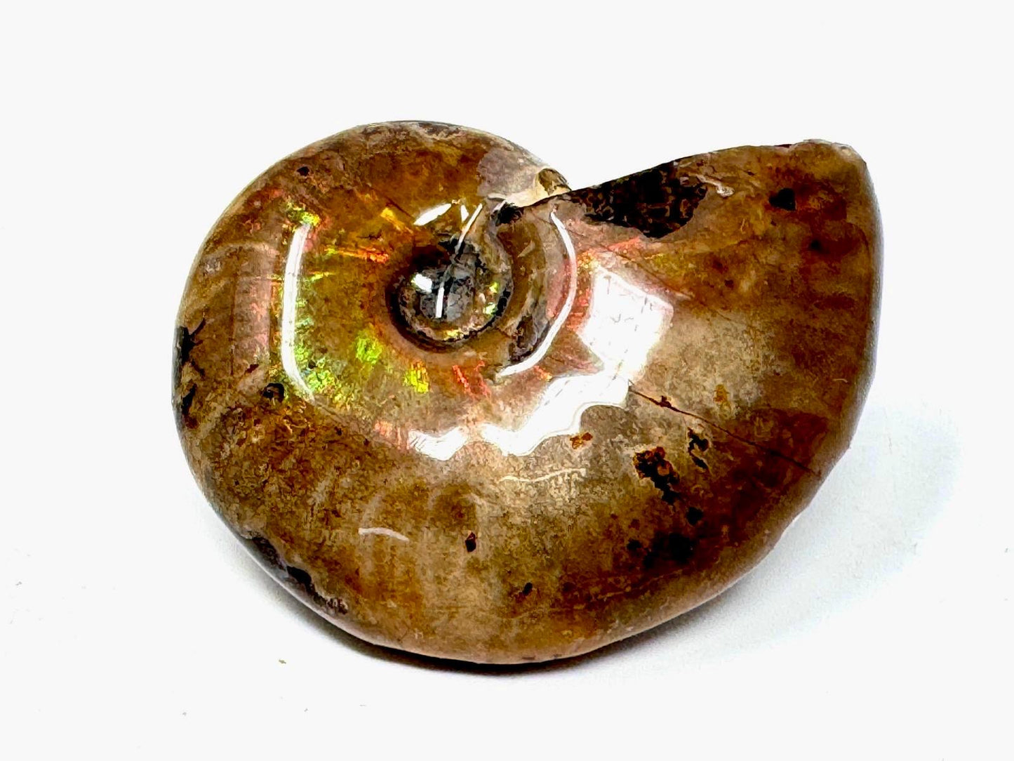 Rainbow Iridescent Ammonite Fossil 4.6cm