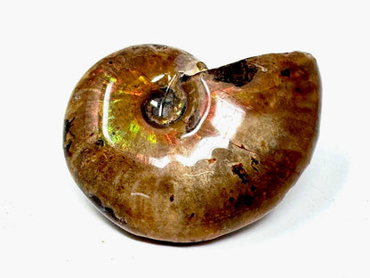 Rainbow Iridescent Ammonite Fossil 4.6cm
