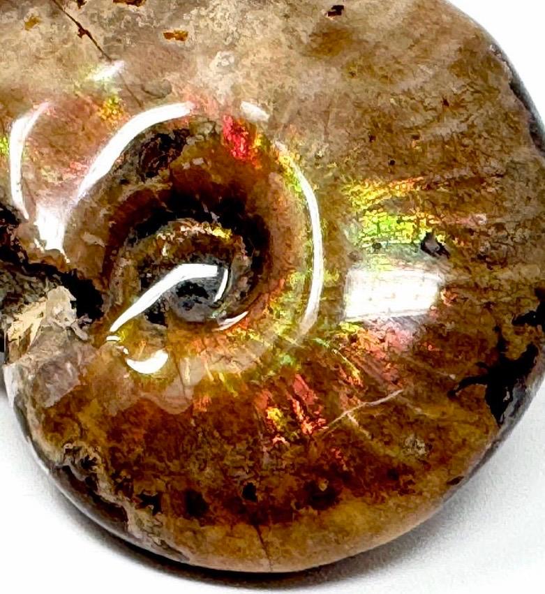 Rainbow Iridescent Ammonite Fossil 4.6cm