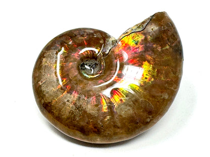 Rainbow Iridescent Ammonite Fossil 4.8cm