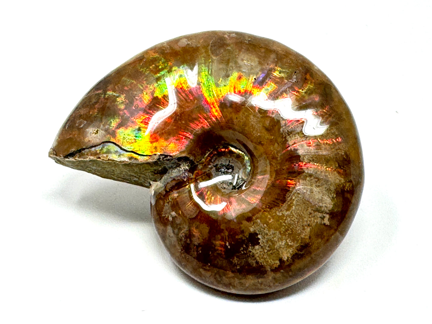 Rainbow Iridescent Ammonite Fossil 4.8cm