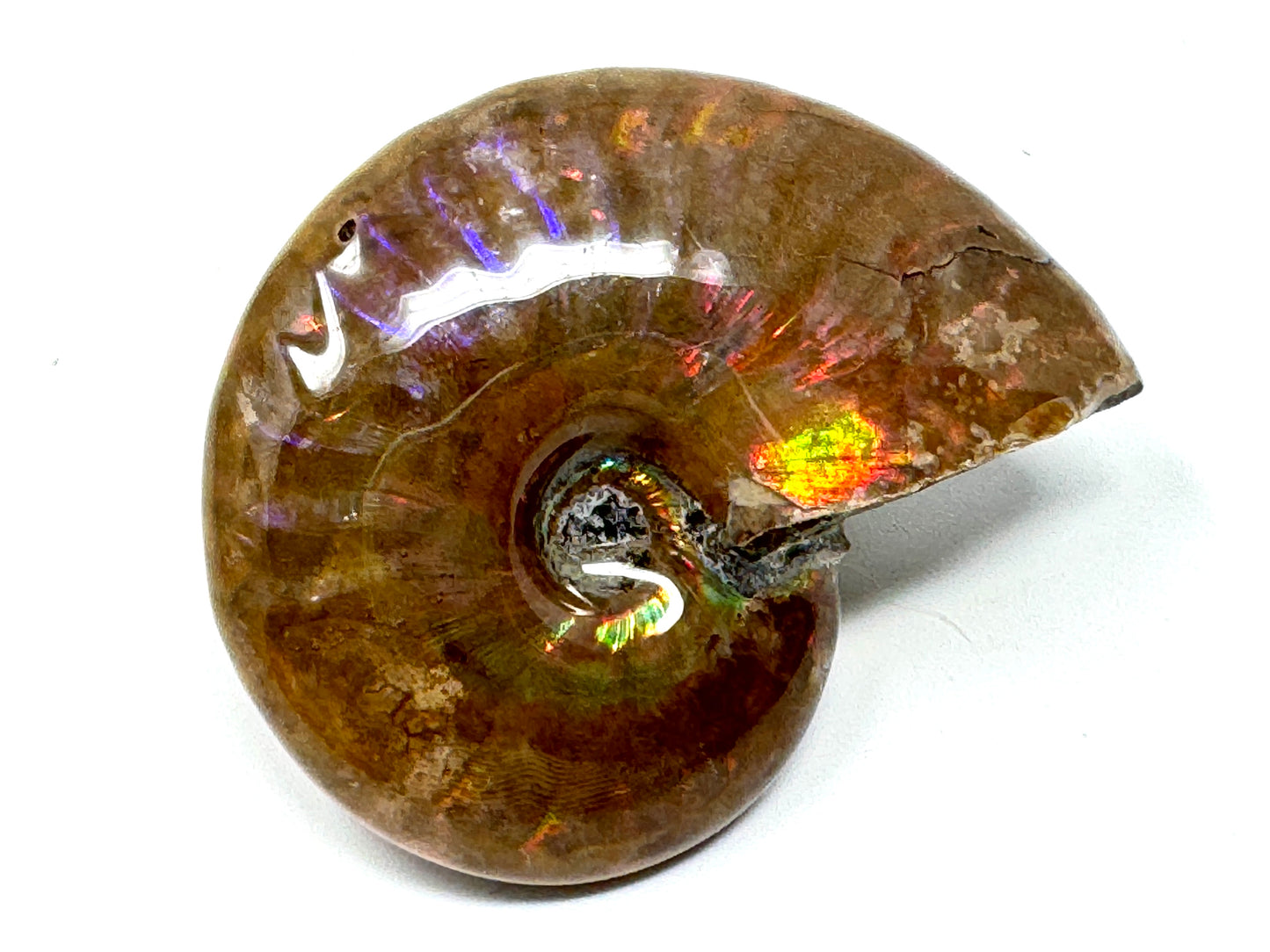 Rainbow Iridescent Ammonite Fossil 4.8cm