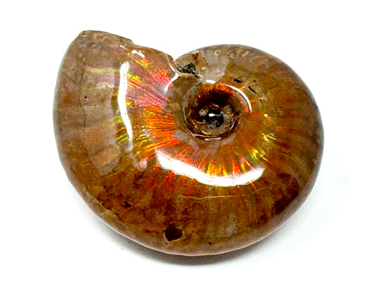 Rainbow Iridescent Ammonite Fossil 4.8cm