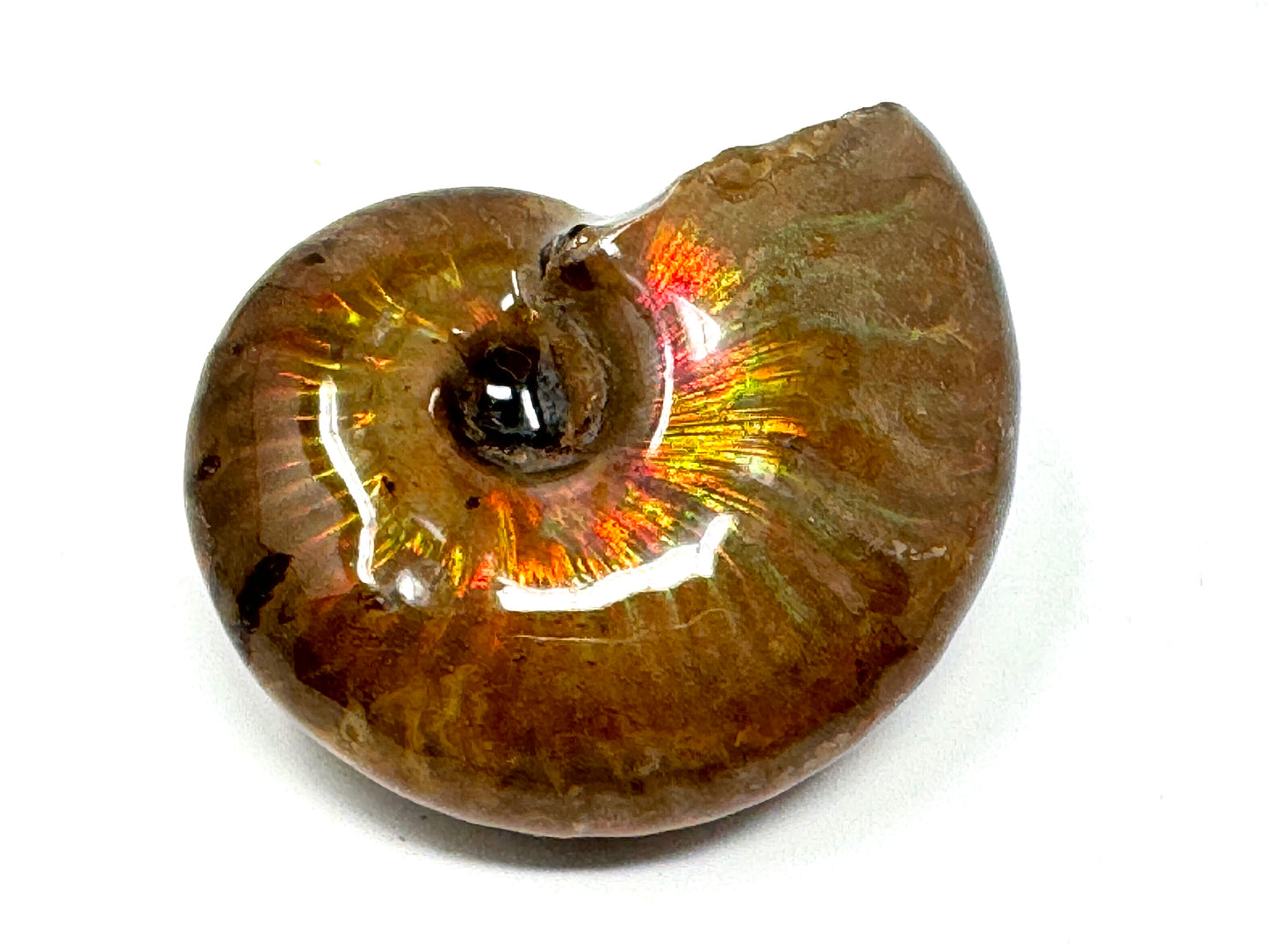 Rainbow Iridescent Ammonite Fossil 4.8cm