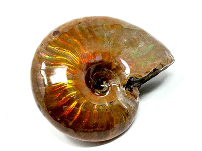 Rainbow Iridescent Ammonite Fossil 4.8cm
