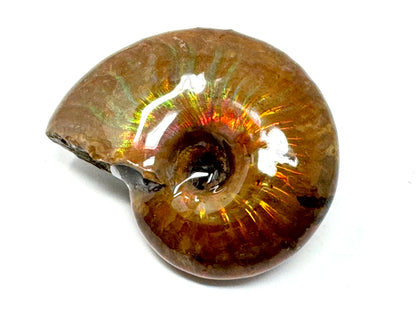 Rainbow Iridescent Ammonite Fossil 4.8cm