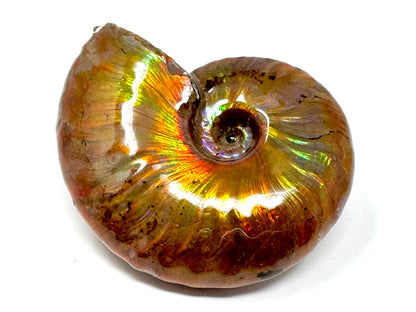 Rainbow Iridescent Ammonite Fossil 5.6cm