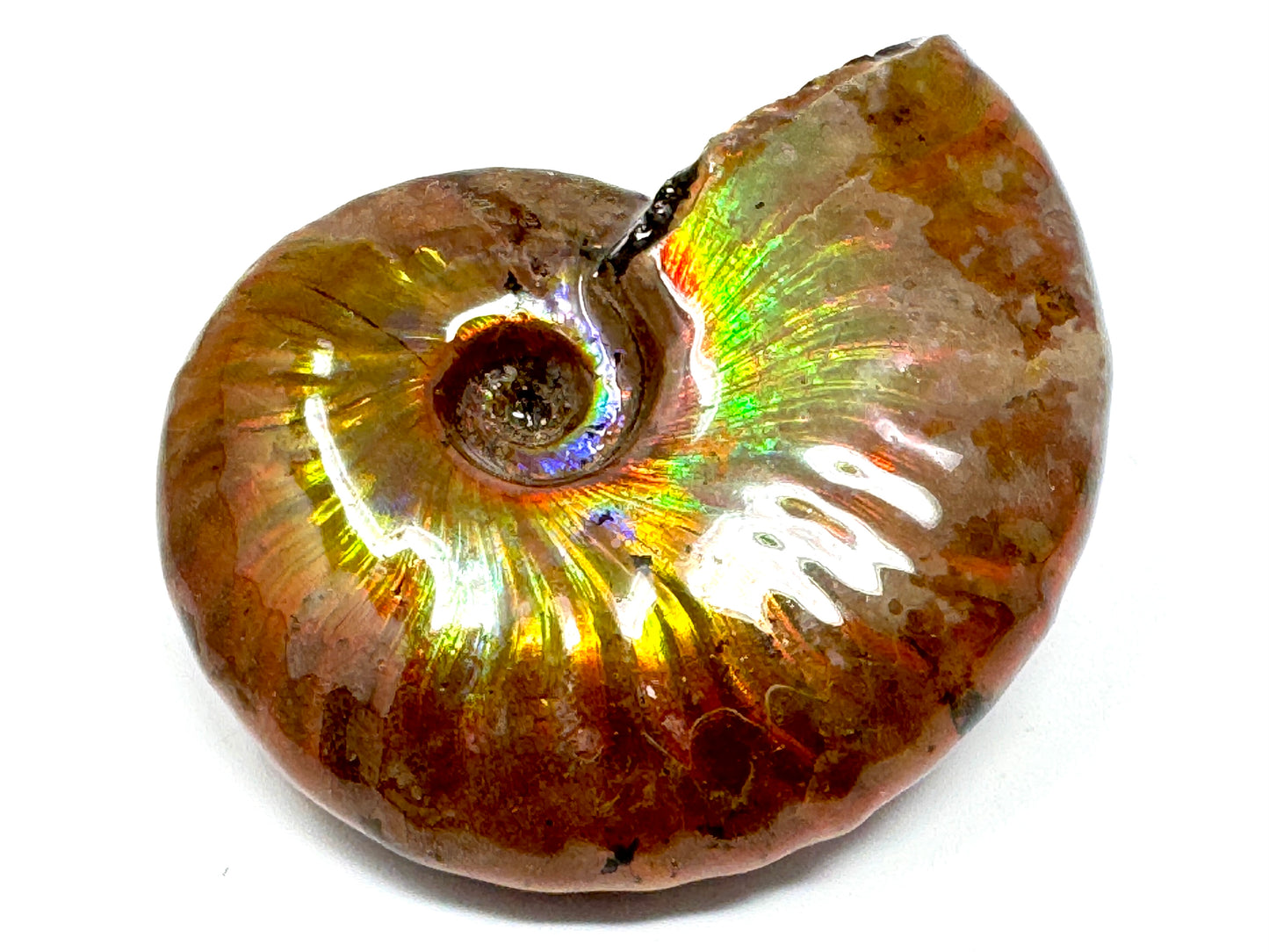 Rainbow Iridescent Ammonite Fossil 5.6cm