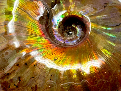Rainbow Iridescent Ammonite Fossil 5.6cm