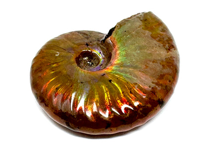 Rainbow Iridescent Ammonite Fossil 5.6cm
