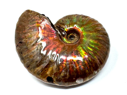 Rainbow Iridescent Ammonite Fossil 5.7cm