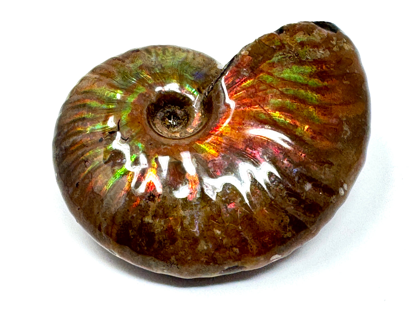 Rainbow Iridescent Ammonite Fossil 5.7cm