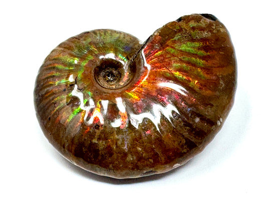 Rainbow Iridescent Ammonite Fossil 5.7cm