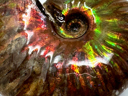 Rainbow Iridescent Ammonite Fossil 5.7cm