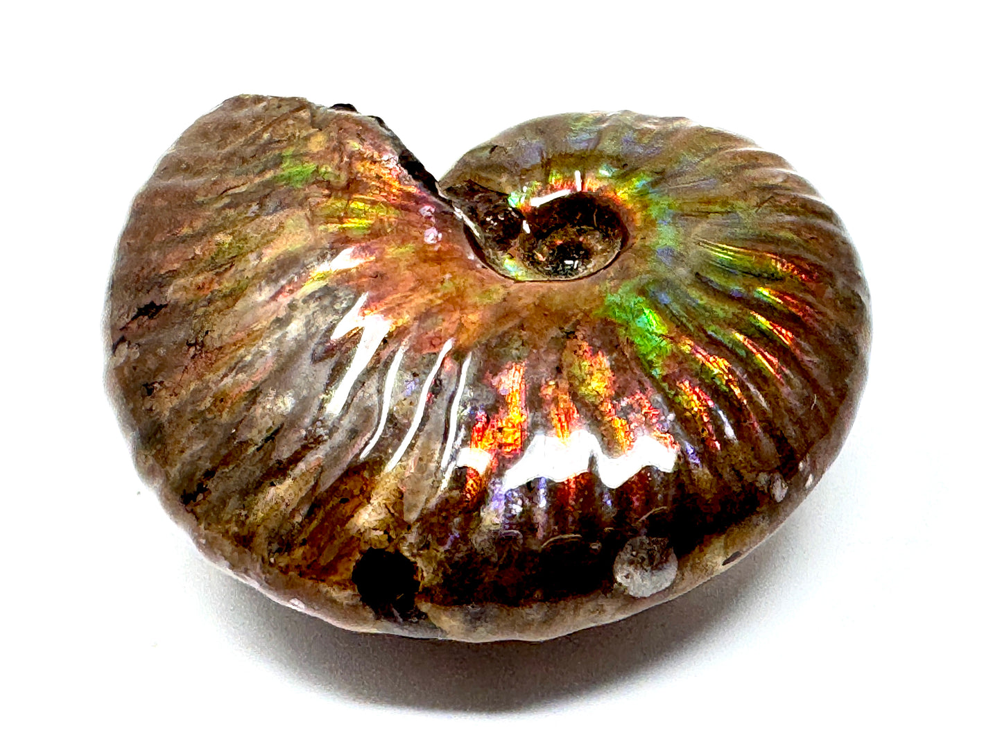 Rainbow Iridescent Ammonite Fossil 5.7cm