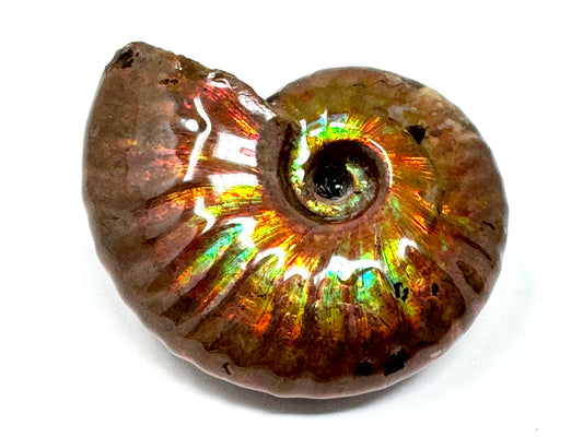 Rainbow Iridescent Ammonite Fossil 5.5cm