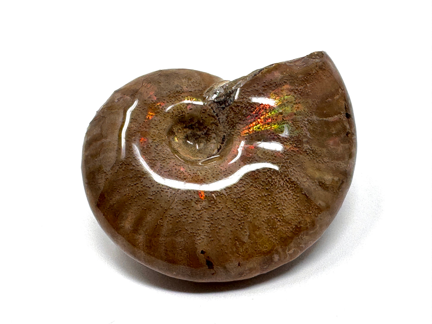 Rainbow Iridescent Ammonite Fossil 4.5cm