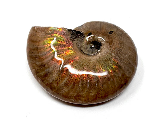 Rainbow Iridescent Ammonite Fossil 4.5cm