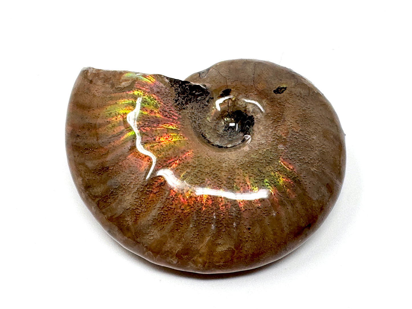 Rainbow Iridescent Ammonite Fossil 4.5cm