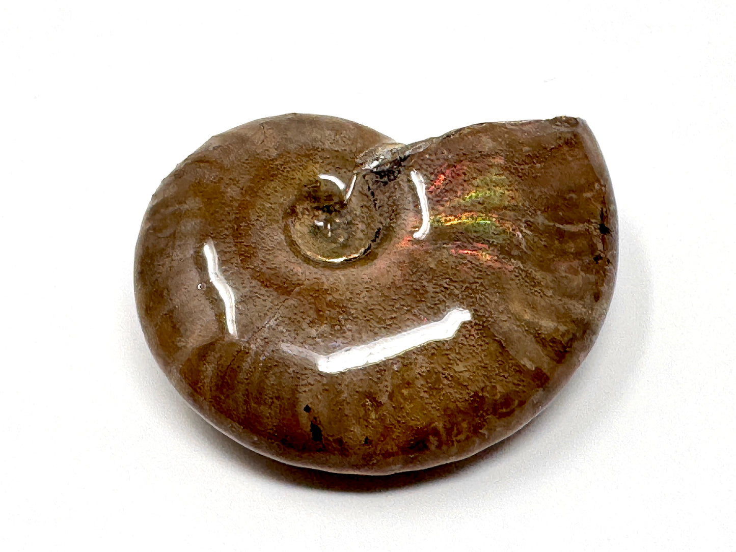 Rainbow Iridescent Ammonite Fossil 4.5cm