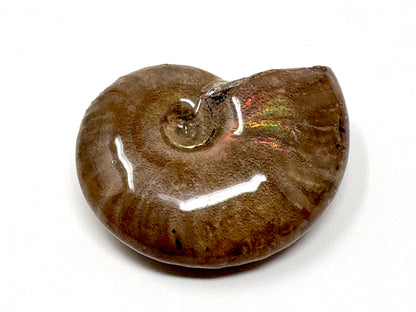 Rainbow Iridescent Ammonite Fossil 4.5cm