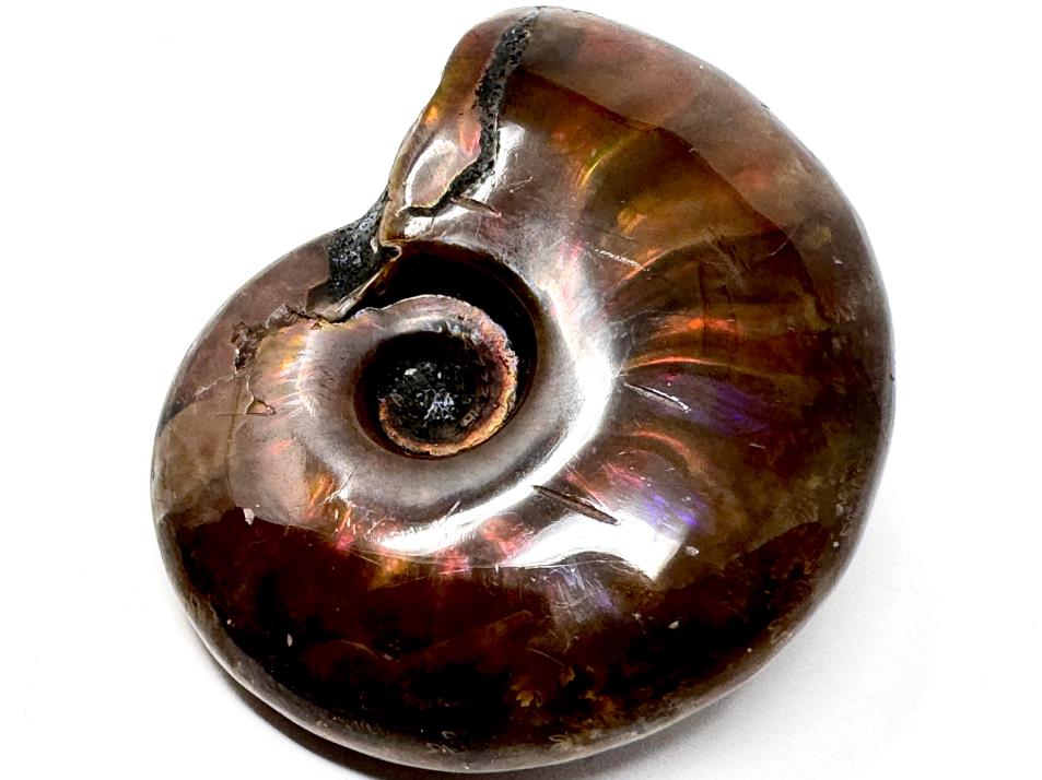 Red Iridescent Ammonite Fossil | Ammonites For Sale – Madagascan