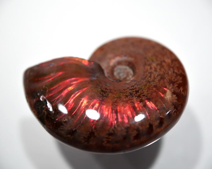 Red Iridescent Ammonite