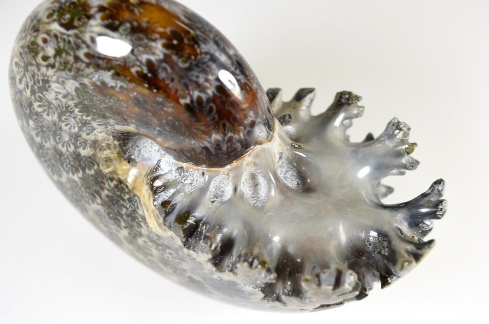 phylloceras ammonite