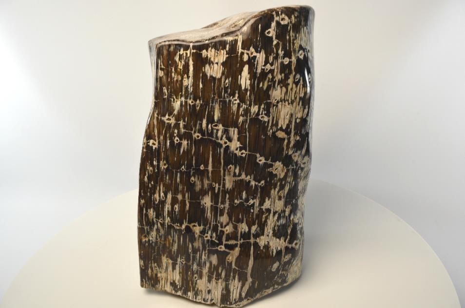 fossil wood log
