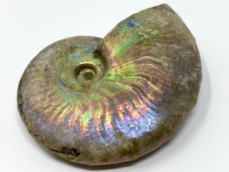 Buy Rainbow Ammonites Online