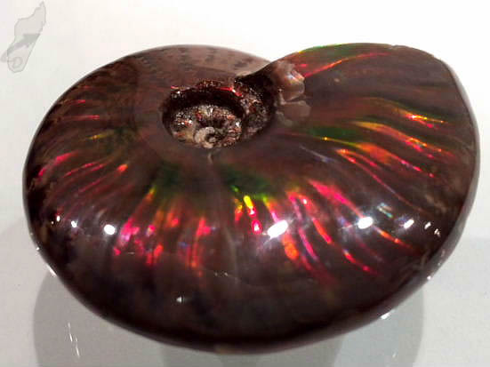 red iridescent ammonite