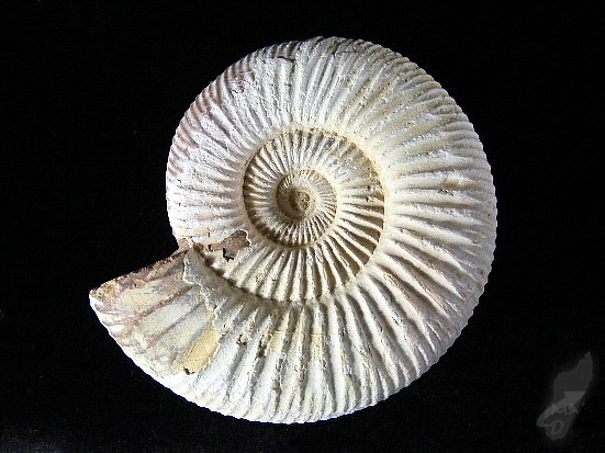 perisphinctes ammonite