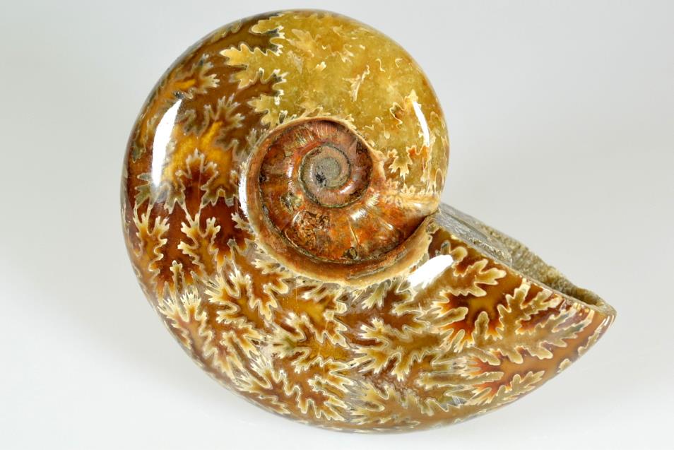 lytoceras ammonite
