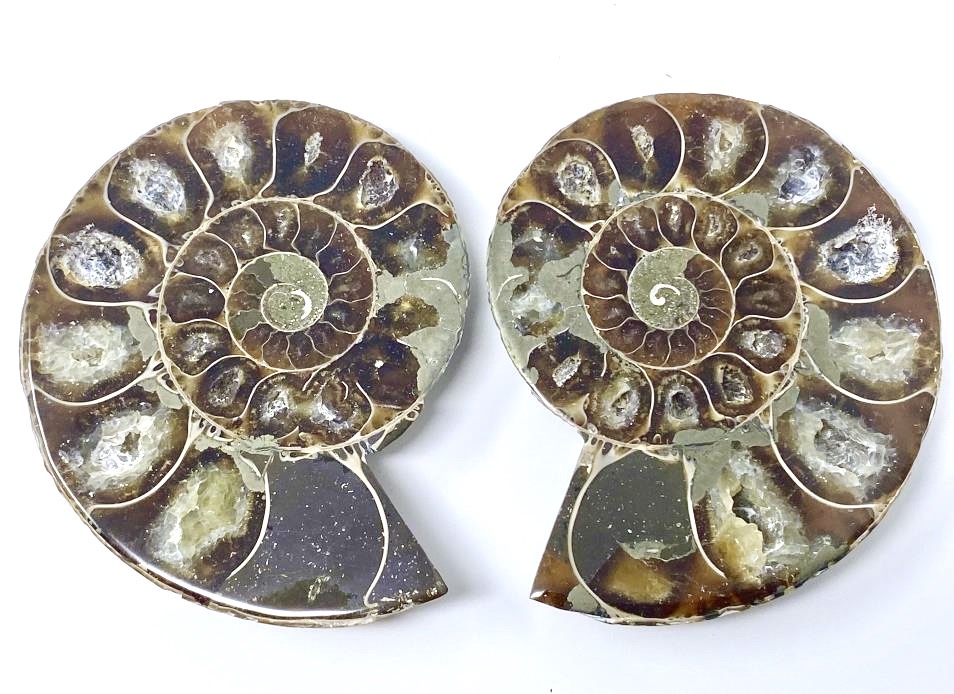 Ammonites With Pyrite