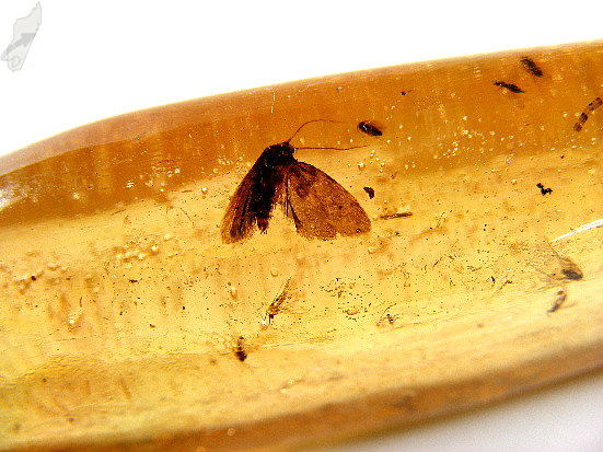 copal with moth