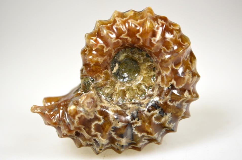 douvilleiceras ammonite