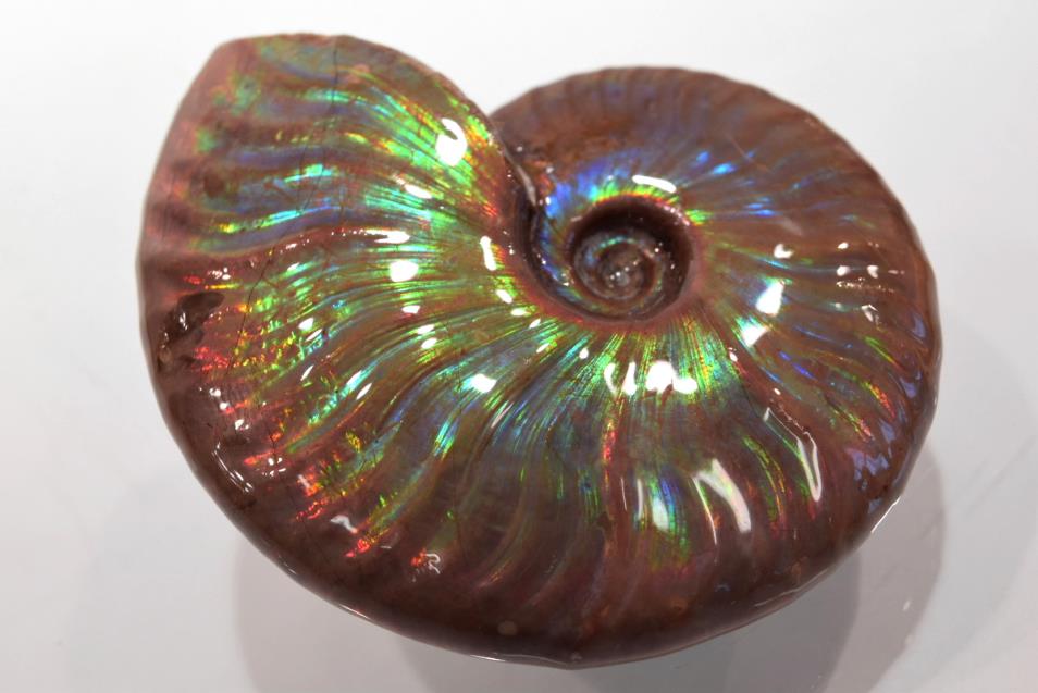 iridescent ammonite