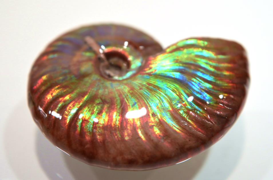 iridescent ammonite