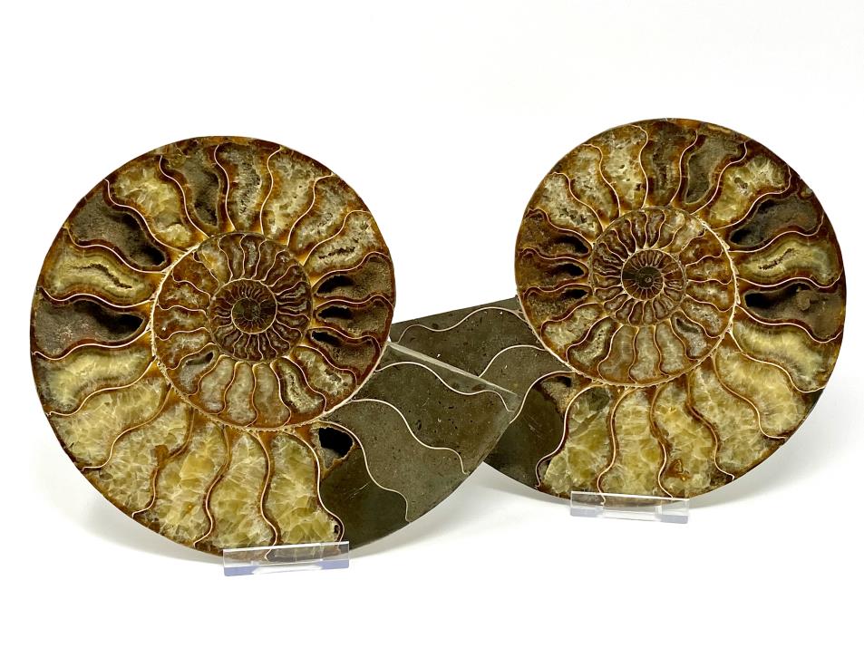 Buy Large Ammonite Pairs Online