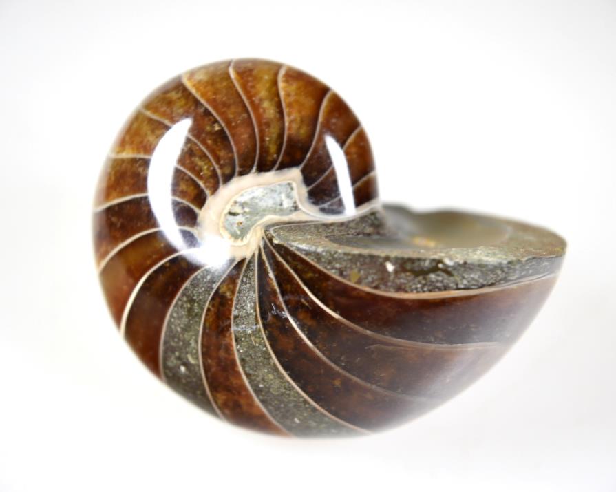 Polished Fossils Madagascar Nautilus