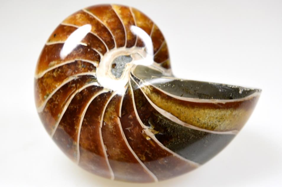 Polished Nautilus Fossils For Sale